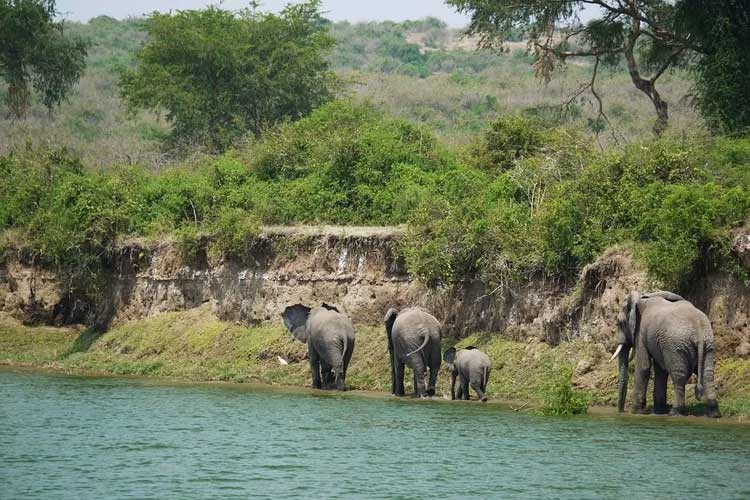 The New Face of Nature Tourism in Way Kambas National Park