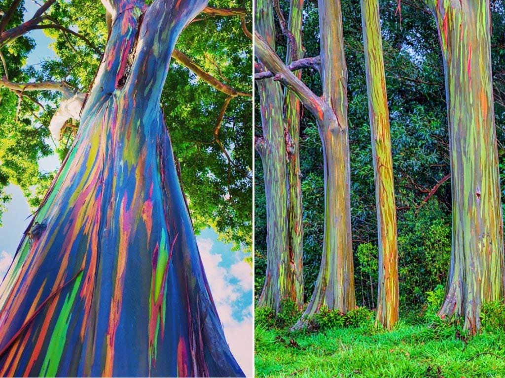 3 Most Unique Trees in the World